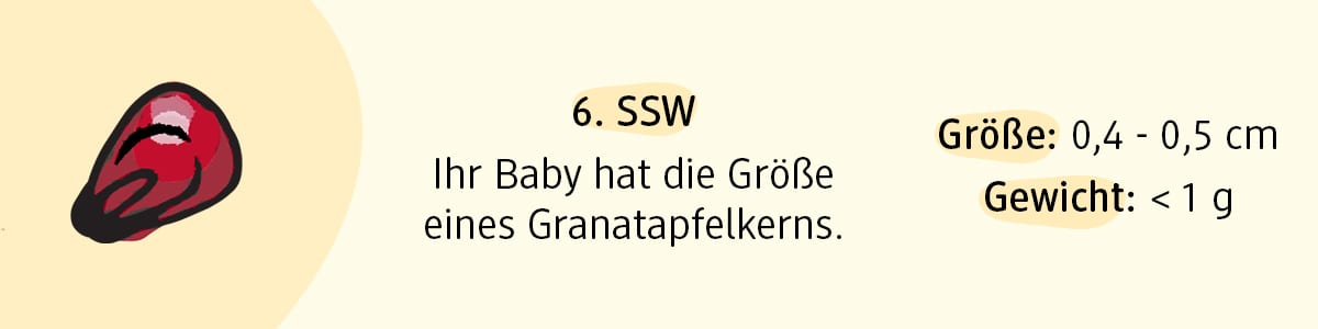 Schwangerschaftswoche 6