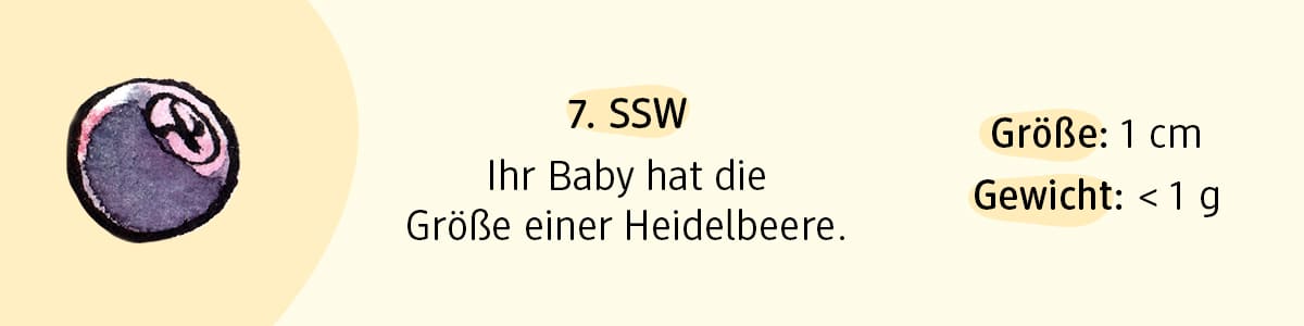 Schwangerschaftswoche 7