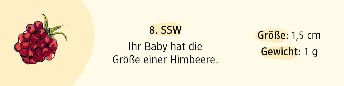Schwangerschaftswoche 8