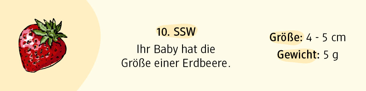 Schwangerschaftswoche 10
