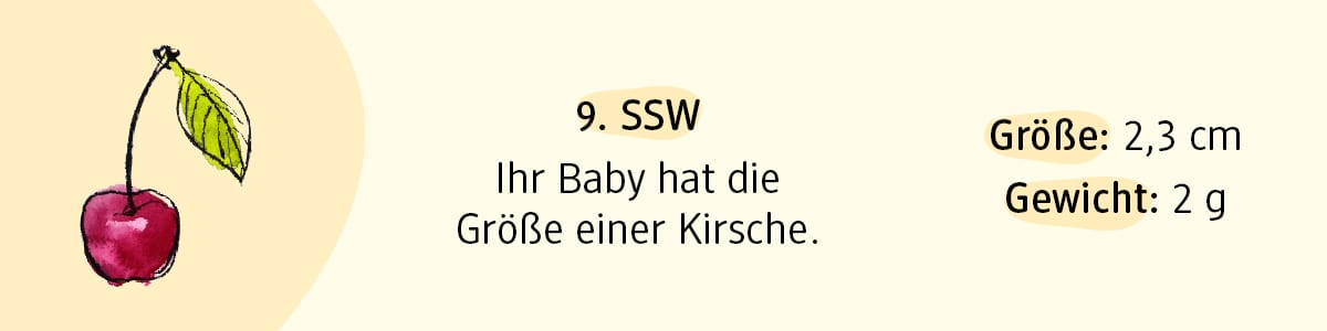 Schwangerschaftswoche 9