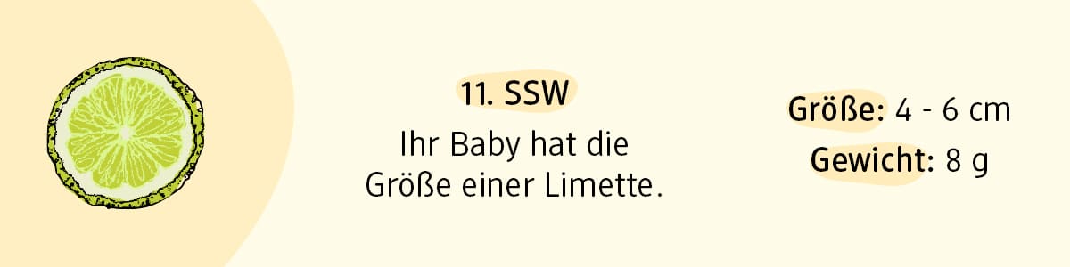 Schwangerschaftswoche 11