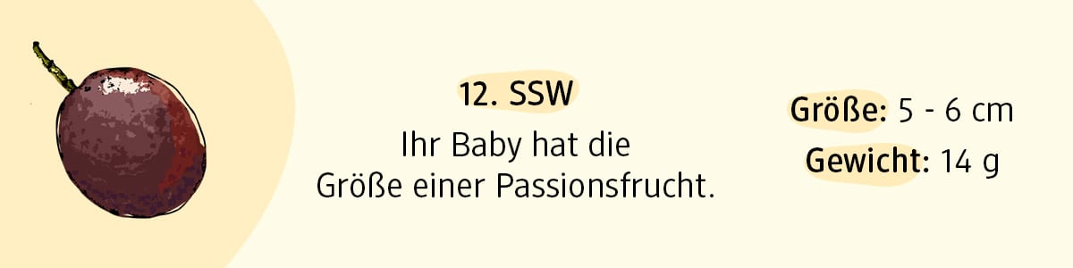 Schwangerschaftswoche 12