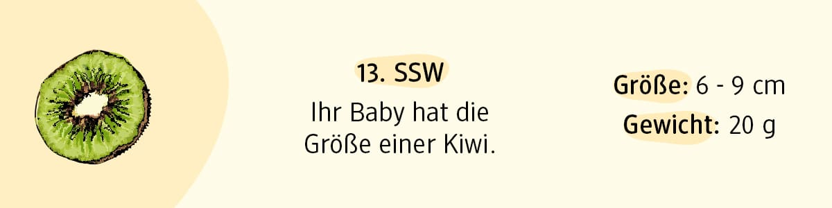 Schwangerschaftswoche 13