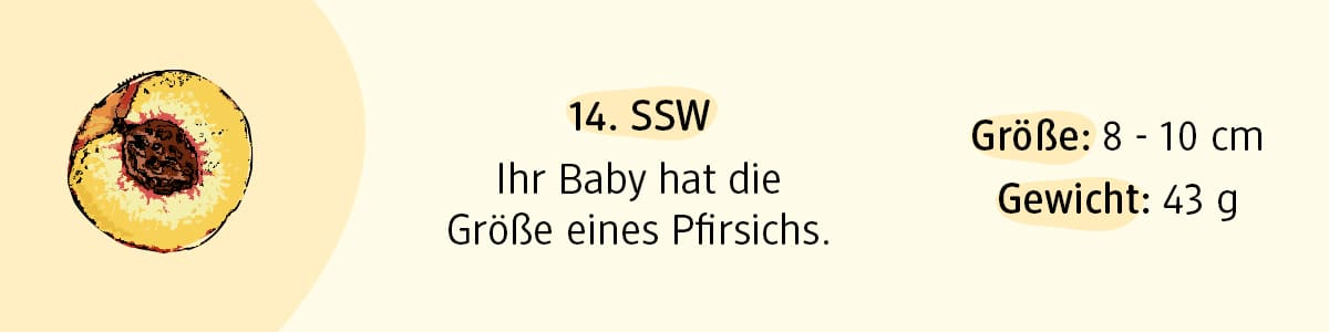 Schwangerschaftswoche 14