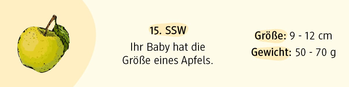 Schwangerschaftswoche 15