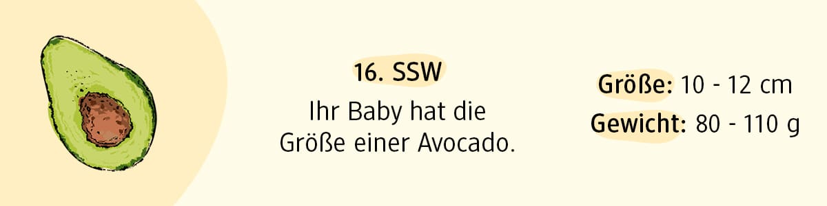 Schwangerschaftswoche 16