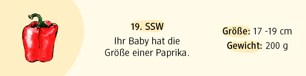 Schwangerschaftswoche 19