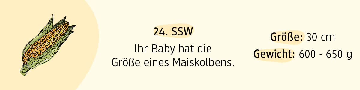 Schwangerschaftswoche 24