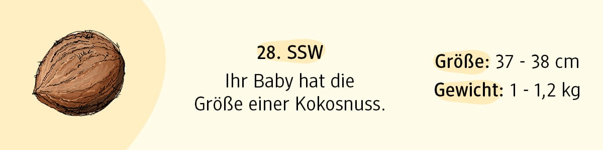Schwangerschaftswoche 28