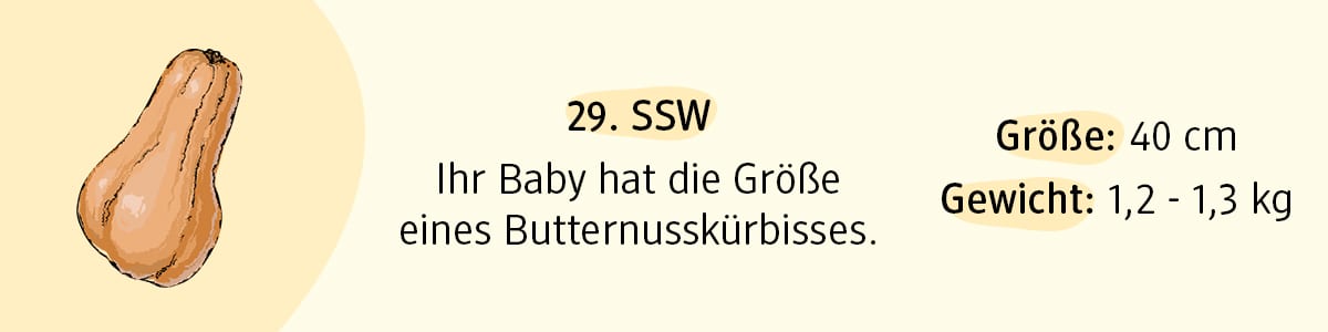 Schwangerschaftswoche 29