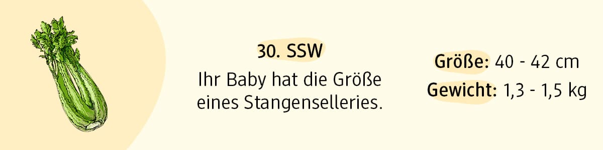 Schwangerschaftswoche 30