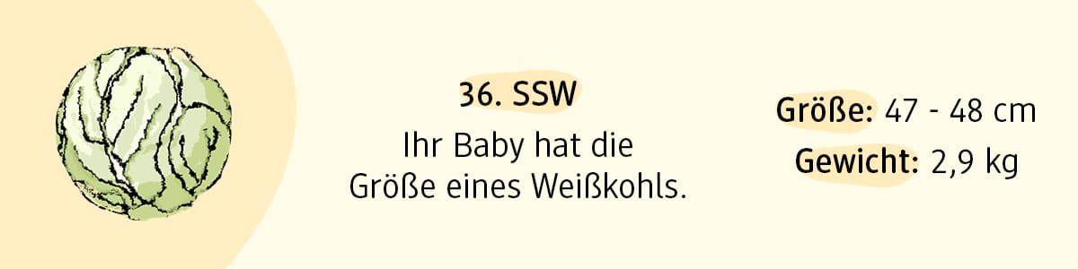 Schwangerschaftswoche 36