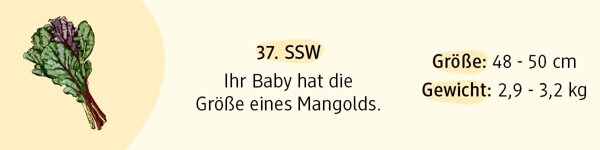 Schwangerschaftswoche 37