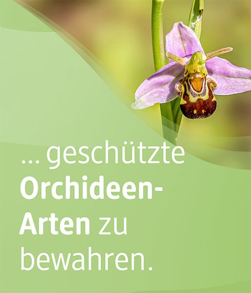 Sie können unterstützen, geschützte Orchideenarten zu bewahren.