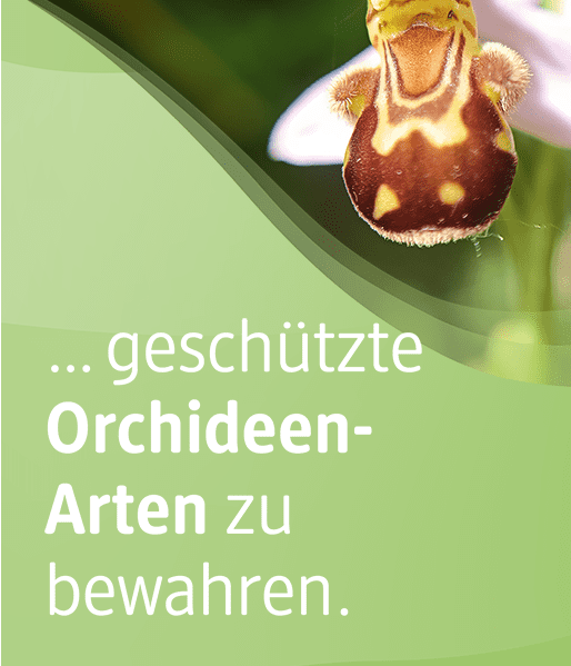 Sie können unterstützen, geschützte Orchideenarten zu bewahren. 