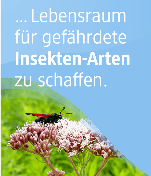 Sie können unterstützen, Lebensraum für gefährdete Insekten-Arten zu schaffen. 