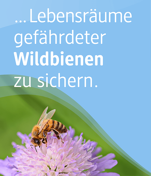 Sie können unterstützen, Lebensräume gefährdeter Wildbienen zu sichern.