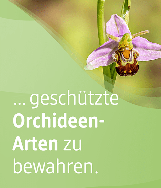 Sie können unterstützen, geschützte Orchideenarten zu bewahren.