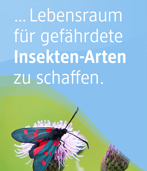 Sie können unterstützen, Lebensraum für gefährdete Insekten-Arten zu schaffen.