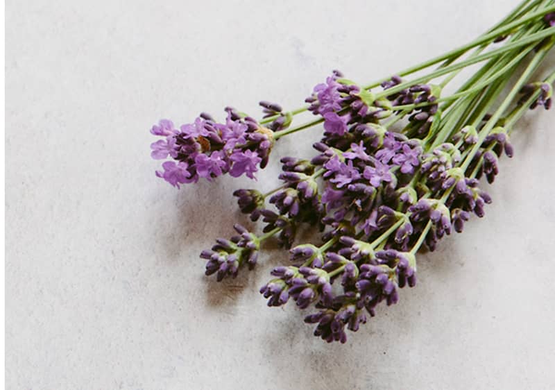 Lavendel