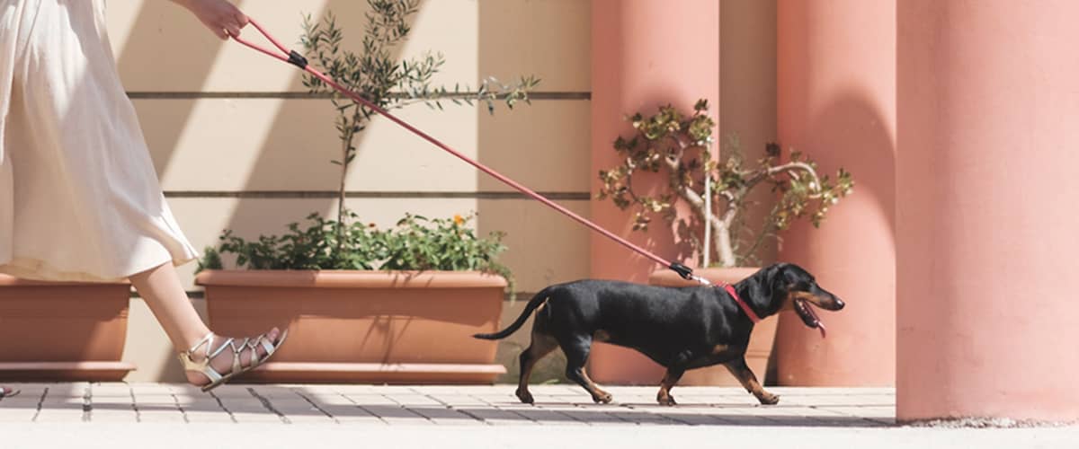 Hund geht an der Leine mit Frau