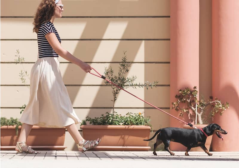 Hund geht an der Leine mit Frau
