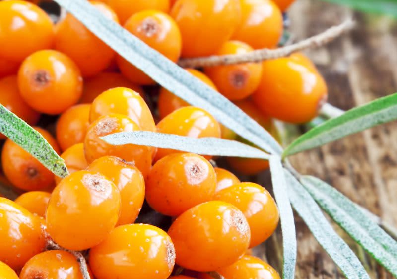 Vitaminkick mit unbekannten Beeren