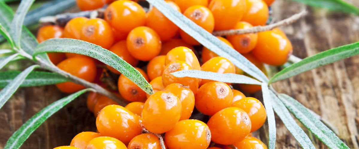 Vitaminkick mit unbekannten Beeren