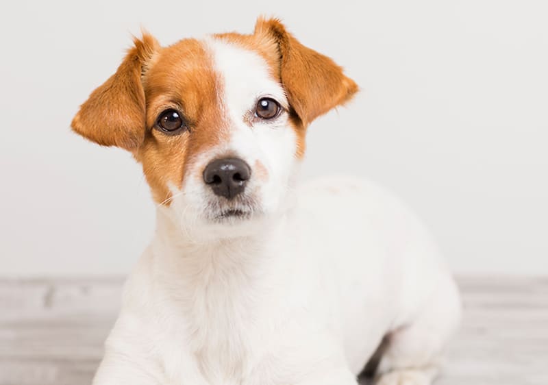 Jack Russel Terrier Welpe auf grauen Hintergrund