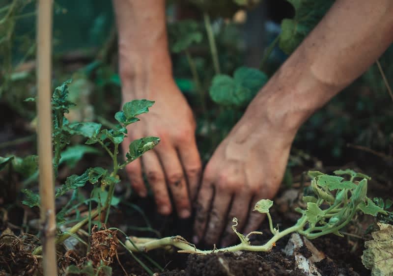 Menschen demonstrieren gegen den Einsatz von Pestiziden