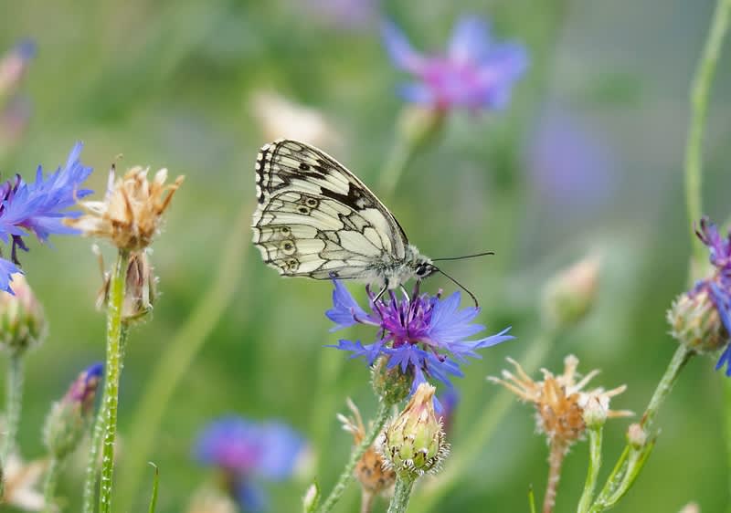 Menschen demonstrieren gegen den Einsatz von Pestiziden