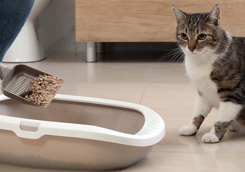 Mann reinigt Katzenklo