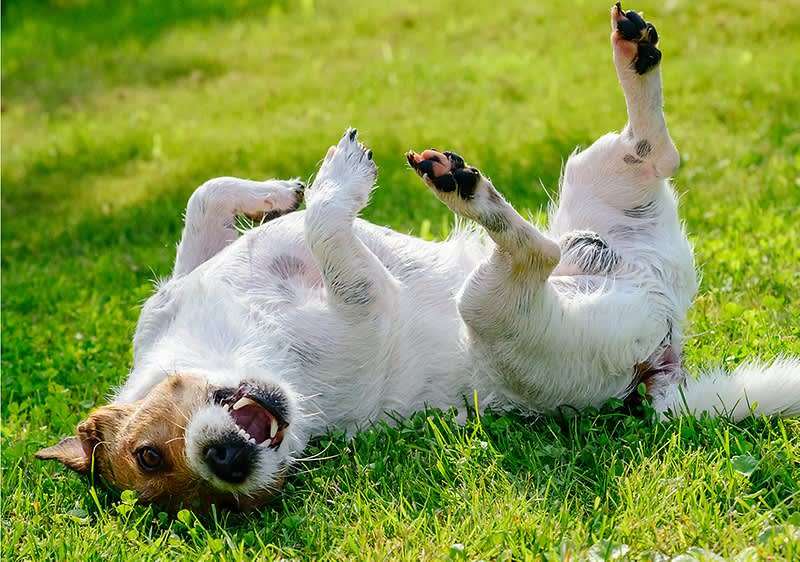 Hund spielt in der Wiese