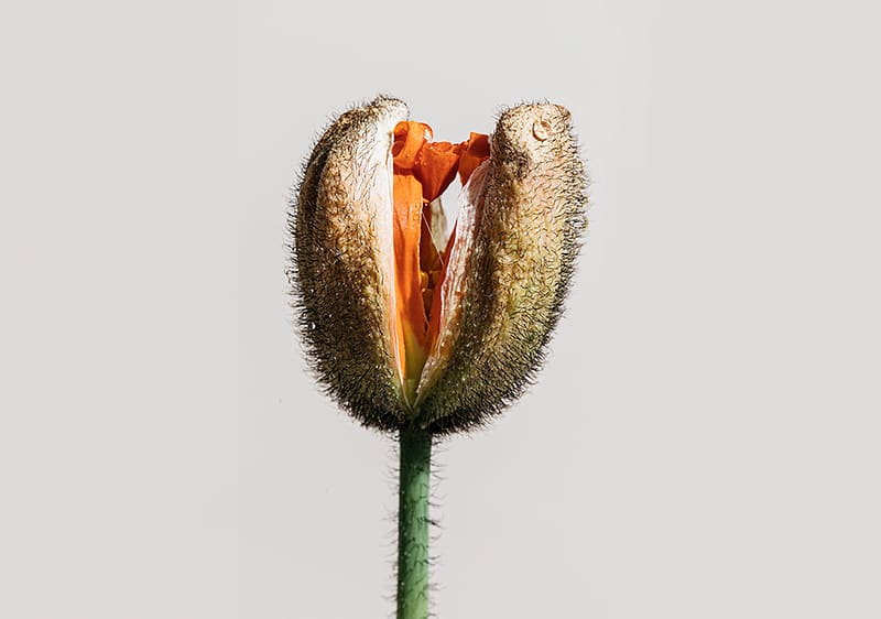 Blume