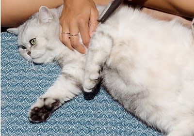 Katze wird gekrault