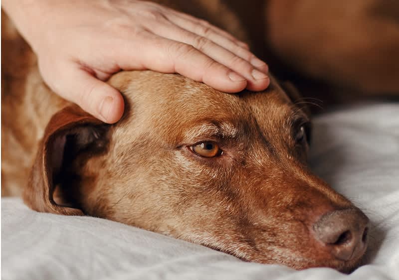 Trauriger Hund im Bett wird am Kopf gestreichelt