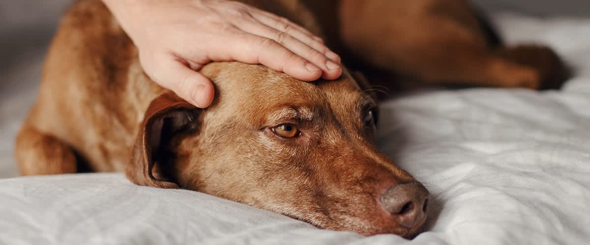Trauriger Hund im Bett wird am Kopf gestreichelt