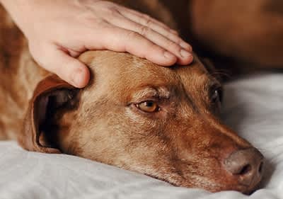 Trauriger Hund im Bett wird am Kopf gestreichelt