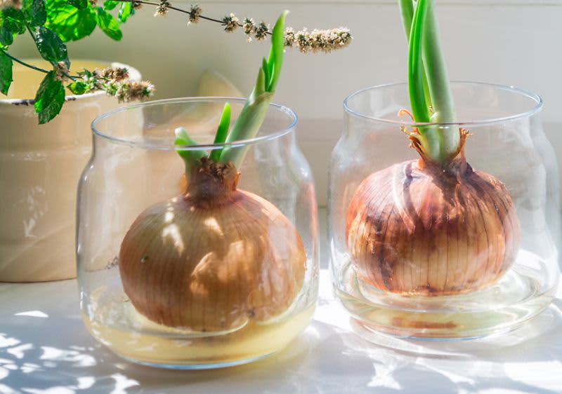 Zwiebeln wachsen im Glas