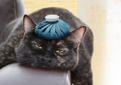 Katze mit Eisbeutel auf dem Kopf