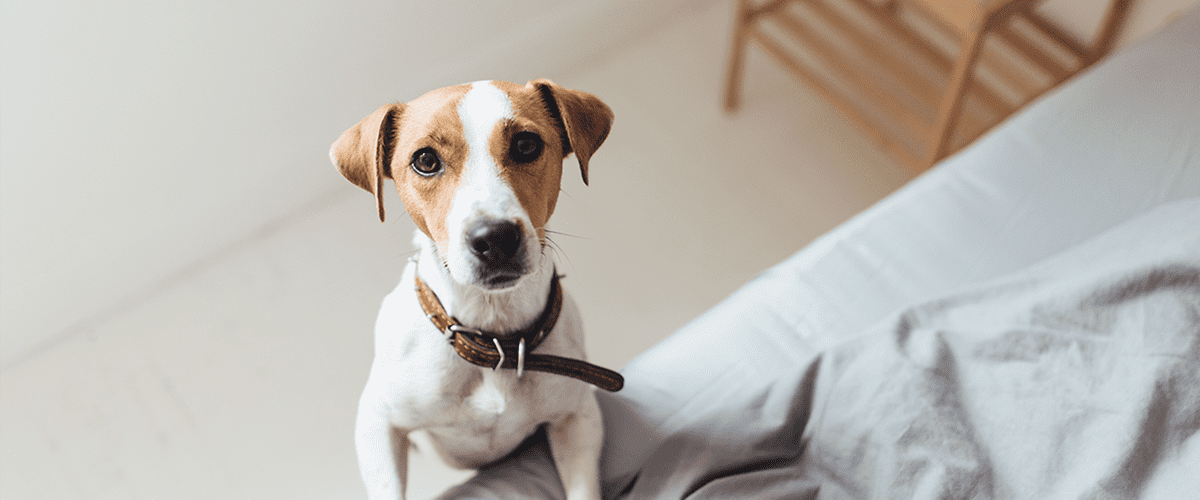 Kleiner Hunde, der sich auf Bett stützt