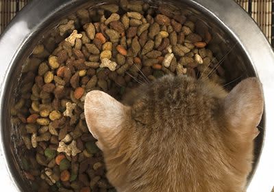 Katze beim Fressen aus Futternapf