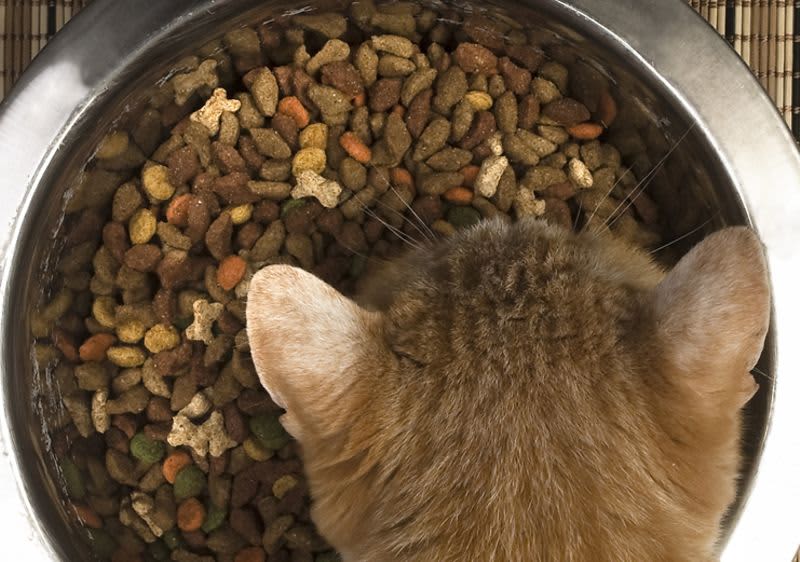 Katze beim Fressen aus Futternapf