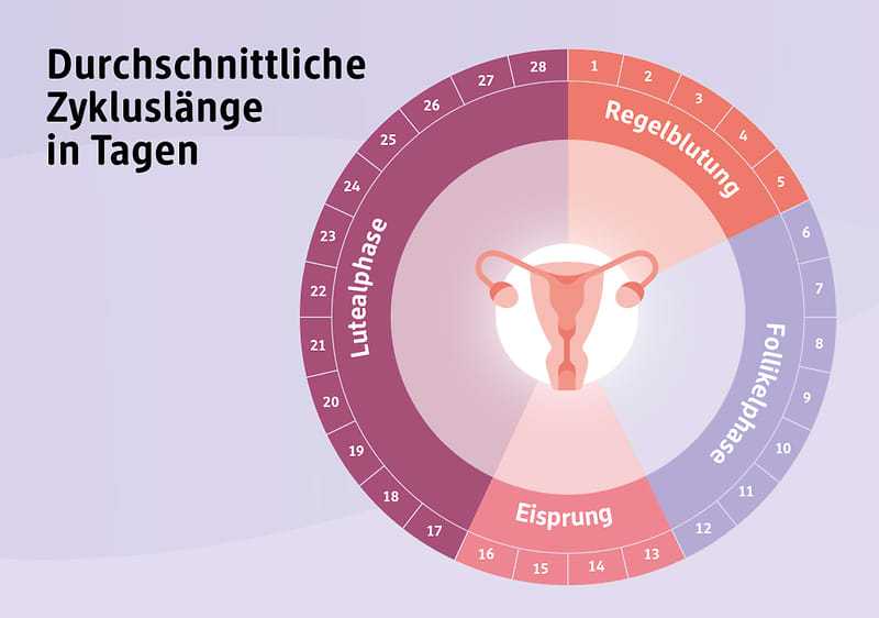 Zyklusbasiertes Training: Übersicht