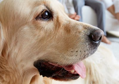 Bild von Golden Retriever