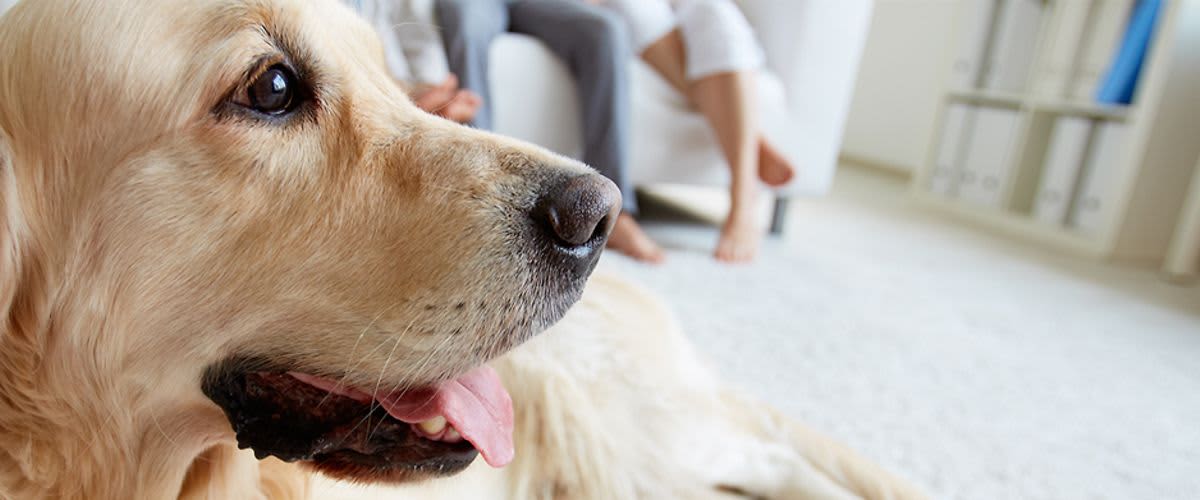 Bild von Golden Retriever