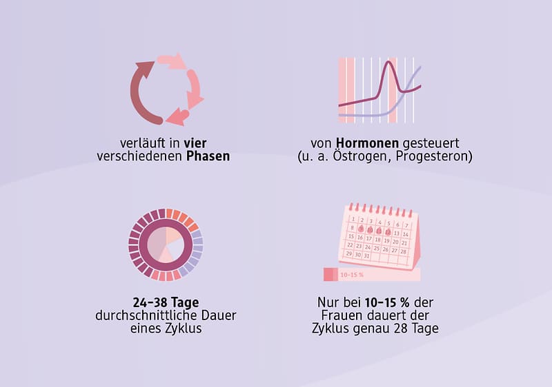Menstruationszyklus Phasen Hormone Zyklusdauer Zykluskalender