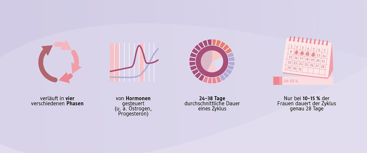 Menstruationszyklus Phasen Hormone Zyklusdauer Zykluskalender
