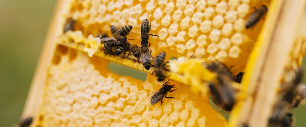 Bienen auf Bienenwabe